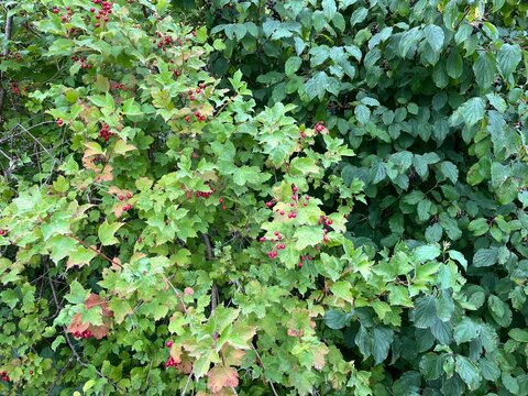 Red and black berries on bush