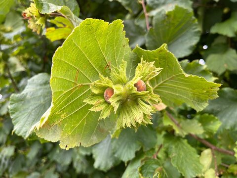 Closeup of hazelnuts with green leaves