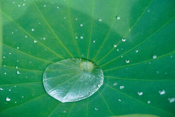 雨上がりの蓮の葉の水滴