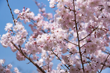 Fototapeta premium cherry blossom in spring in Japan