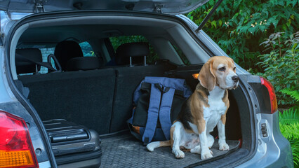 dog in the car in the box. A trip with a pet. Beagle outside