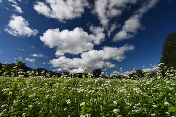 開田高原　白いそばの花と青い空、白い雲