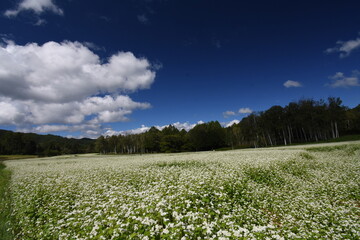開田高原　白いそばの花と青い空、白い雲