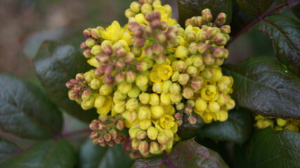 Blossoms and buds in the spring month of April