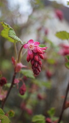 Blossoms and buds in the spring month of April