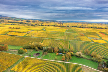 View from above of autumnal yellow colored vineyards in the Rheingau near Oestrich-Winkel/Germany