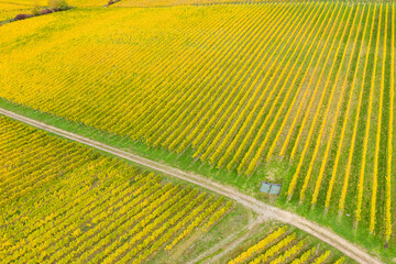 Top view of autumn yellow colored vineyards in the Rheingau near Oestrich-Winkel/Germany