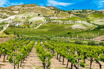 Fototapeta na wymiar Vineyards region of Butera, Caltanissetta, Sicily, Italy.