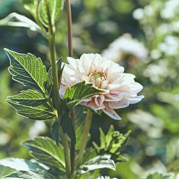 Beautiful soft pink Dahlia Flower in garden. Close-up