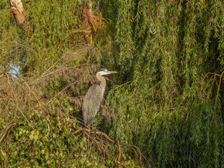 great blue heron ardea cinerea at sunrise in a tree