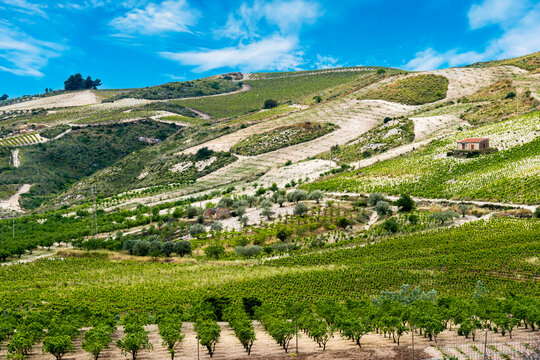 Vineyards region of Butera, Caltanissetta, Sicily, Italy.