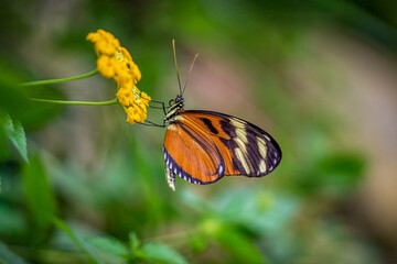 Beautiful butterfly on yellow flower	