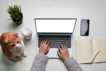 The Scottish Cat observes its owner's prowess as a businessperson orchestrating strategies and analysis through transparent laptop screen and smartphones