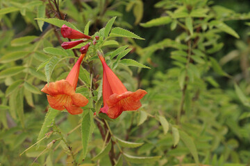 Trumpet vine flower plant on farm