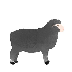 black and white sheep