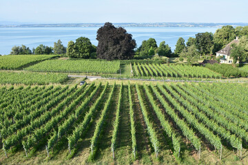 Green Vineyards in Summer on Lake Constance in Germany, High Angle Shot