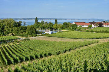 Fototapeta na wymiar Diagonal Lines of Green Vineyards in Summer on Lake Constance in Germany