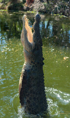 jumping crocodile, Northern Territory Australia 