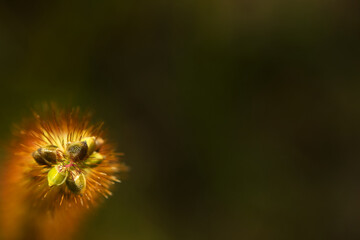 minimalistische nahaufnahme des samenstandes der borstenhirse