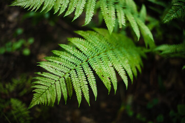 fern in the forest
