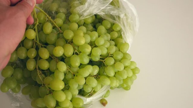 Seedless bunch of grapes, very fresh bunch of table grapes one person holds,