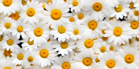 Marguerite flowers or Daisy Seamless texture. Beautiful floral pattern that repeats.