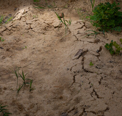 Damage caused by voles overnight