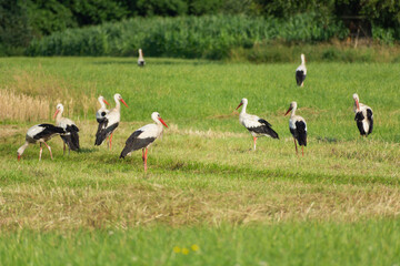 A group of storks on a meadow