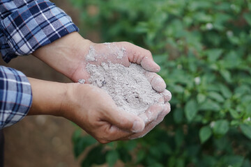 Close up gardener hands hold ashes powder to fertilize plants in garden. Concept, organic gardening. Ashes can get rid of insects, pests of plants, improve soil.                  - obrazy, fototapety, plakaty