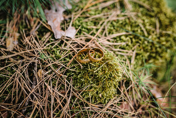 Wedding rings lying on moss and needles of Christmas trees. Top view. Wedding rings bride and groom in the background forest nature.