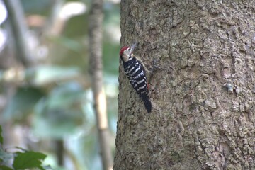 Fulvous-breasted woodpecker, pileated woodpecker, downy woodpecker, 