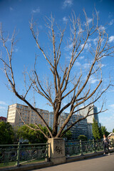 A dried tree on the Danube embankment in Vienna