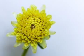 yellow dahlia flower