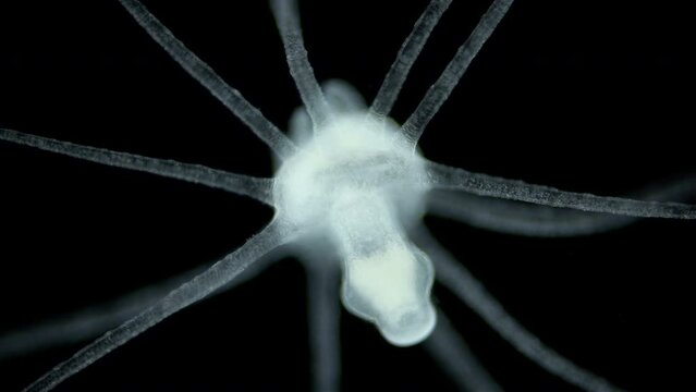 Larva actinula chidaria Tubularia sp. under microscope, class Hydrozoa. It can move along bottom, sorting through its tentacles, then it is attached by aboral end and becomes a polyp. White sea