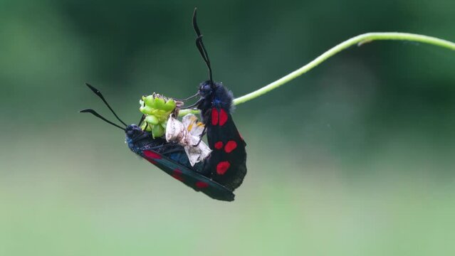 Copula of Zygaena trifolii, zigena of the five points, is a species of lepidoptera ditrisio of the family Zygaenidae very common in Europe.