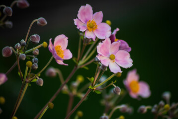 beautiful natural flower background. screen saver