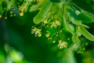 Close up blooming linden tree branches with green leaves and flowers. Summer nature. 