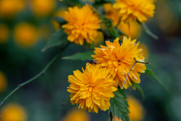 A black fly on petals of beautiful yellow flower of Kerria japonica, also known to as Japonese Rose