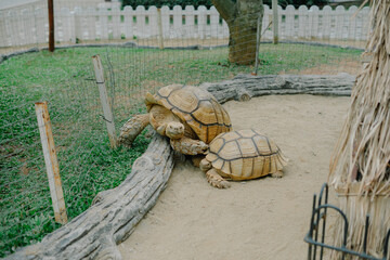 African spurred tortoise in the garden