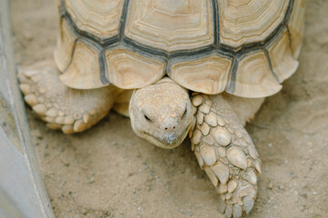 African spurred tortoise in the garden