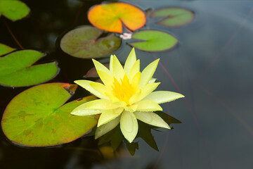Obraz na płótnie Canvas Water Lily Flowers and Leaves on the Pond