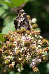 Sylvandre, Hipparchia fagi