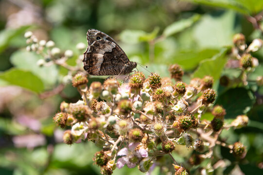 Sylvandre, Hipparchia fagi
