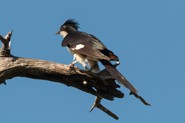 Coucou jacobin,.Clamator jacobinus, oxylophus jacobinus, Jacobin Cuckoo