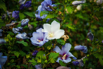 beautiful natural flower background. screen saver