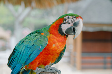 Colorful yellow and blue parrot standing on a stick