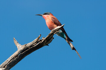 Guêpier carmin,.Merops nubicoides, Southern Carmine Bee eater