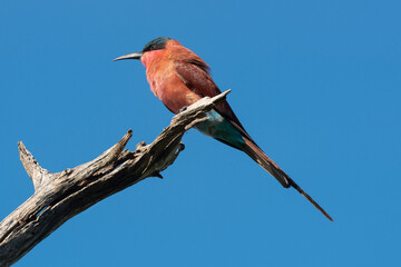 Guêpier carmin,.Merops nubicoides, Southern Carmine Bee eater