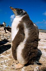 Manchot papou, jeune,.Pygoscelis papua, Gentoo Penguin, Iles Falkland, Malouines