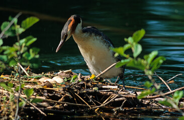 Grèbe huppé, nid, oeuf,.Podiceps cristatus, Great Crested Grebe